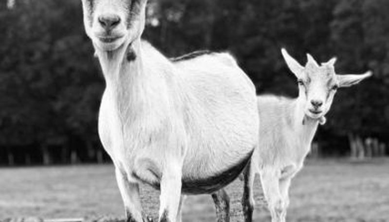Info - Gîte à la ferme Chant'alouette