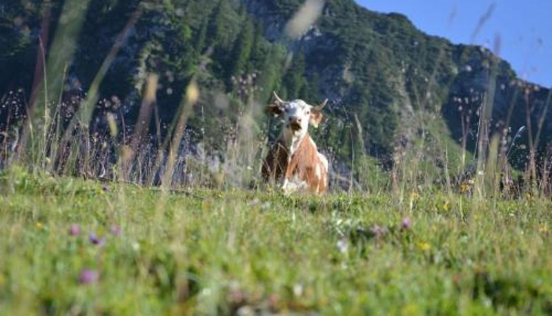 Info - Bründling-Alm Berggasthof auf 1167m auf dem Hochfelln