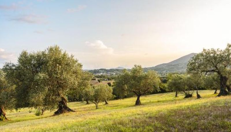 Info - Sentiero Degli Ulivi Mascia