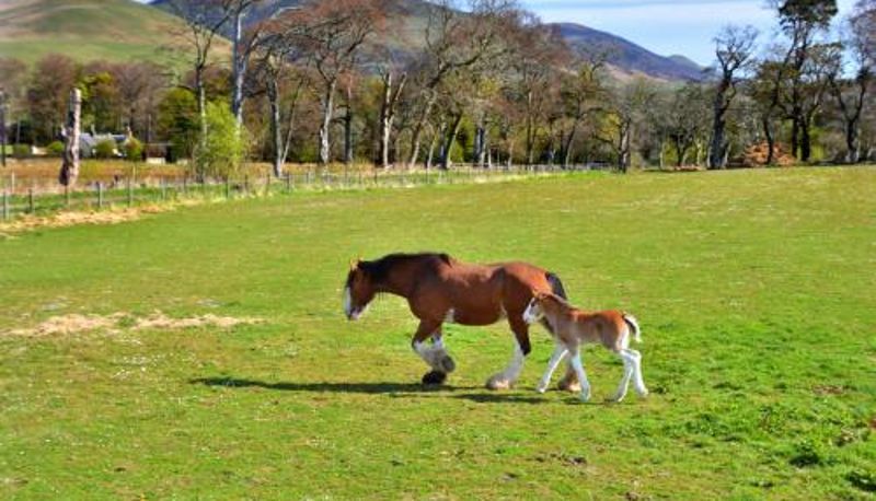 Bilgi - Peggyslea Farm B&B