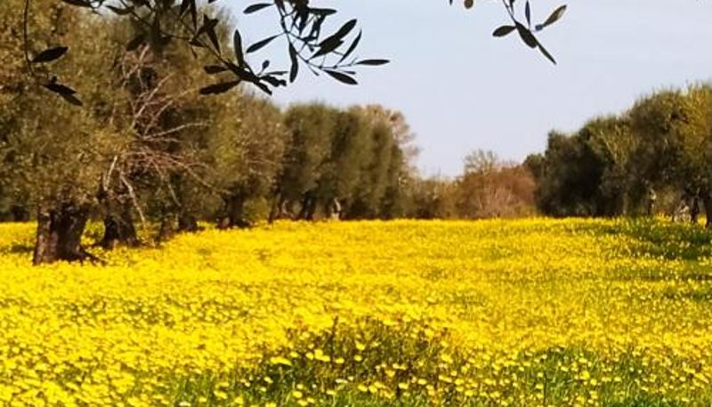 Info - Masseria - Trulli Genius Loci Dimore