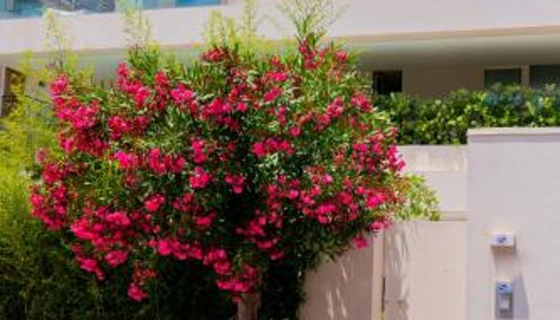 Appartement - Appartamenti Paolone House Taormina Mare