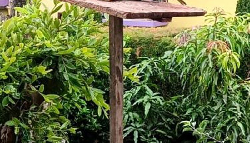Standardzimmer - Bird House - Apartament