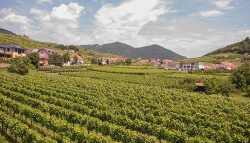 Bilgi - STIERSCHNEIDER'S Weinhotel Wachau & Wiazhaus