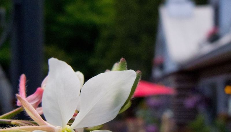 Garden - Le Petit Clocher Gîte Touristique B&B