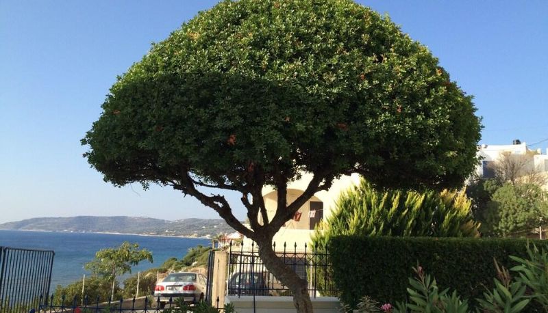 Info - Sea Breeze Apartments Chios