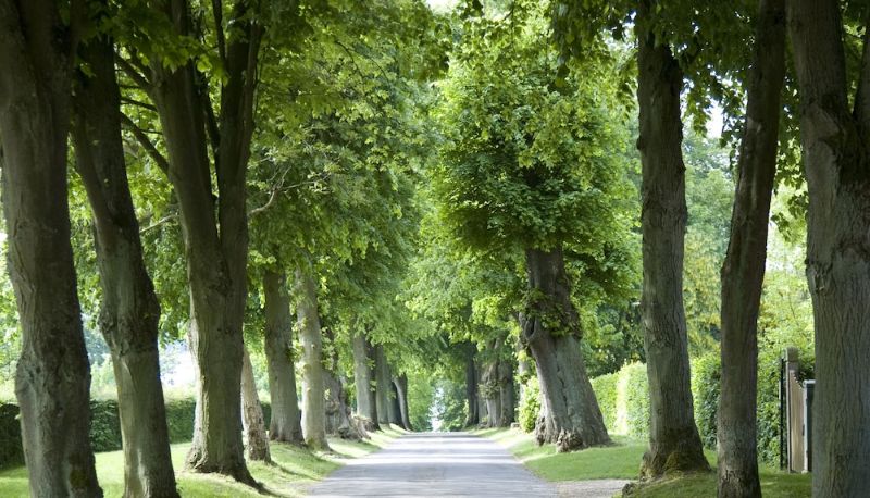 Jardín - Hindsgavl Slot