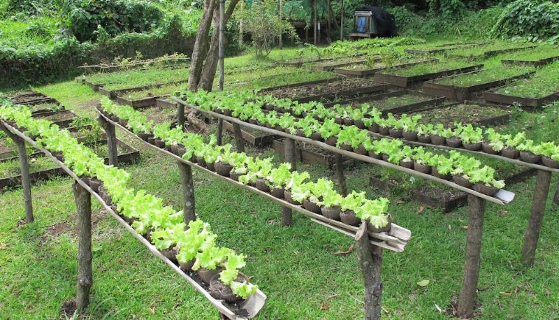 Giardino - Matava - Fiji...Untouched