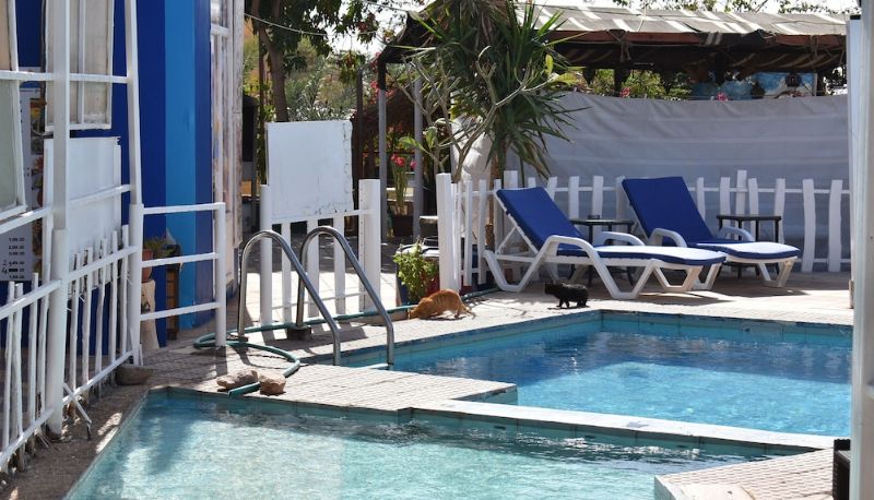 Piscine - Hotel Dive Bedouin Garden Village