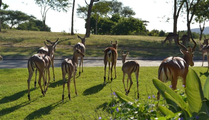 Info - Kruger Park Lodge - Golf Safari SA