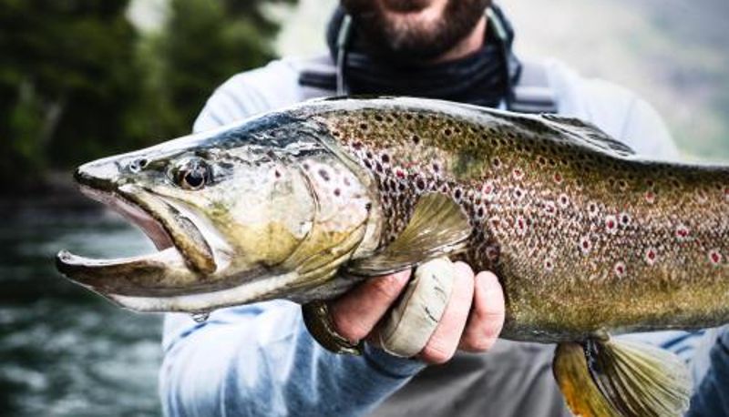 Info - Yelcho en la Patagonia