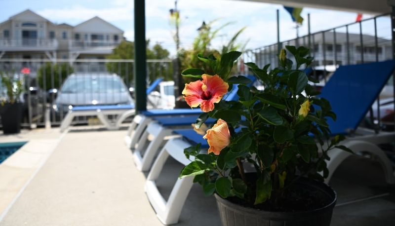 Havuz - Grecian Gardens Motel