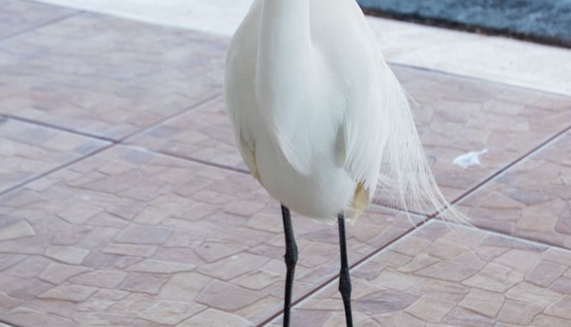 Info - Belleair Beach Resort Motel