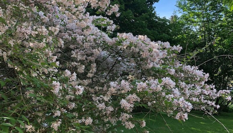 Giardino - Antique Rose Inn Windham