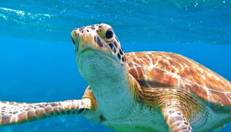 Info - The Lodge Bonaire