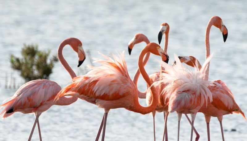 Info - The Lodge Bonaire