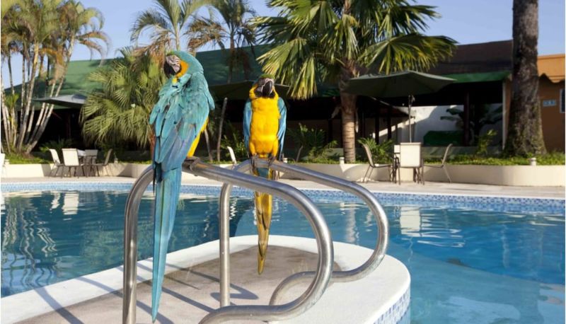 Pool - Hotel Anaconda