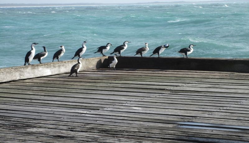 Receptie - King Island Accommodation Cottages