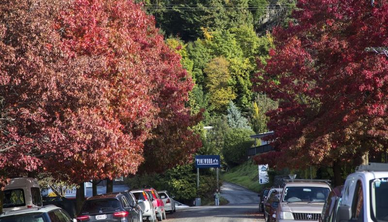 Info - Pinewood Queenstown