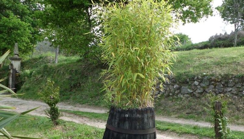 Omgeving - O Bergando