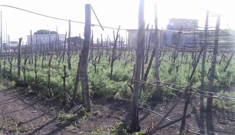 Garten - Azienda Agricola Fuocomuorto