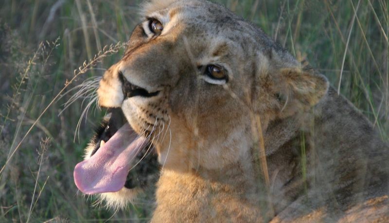 インフォメーションセンター - Karongwe - Kuname Safari Lodge