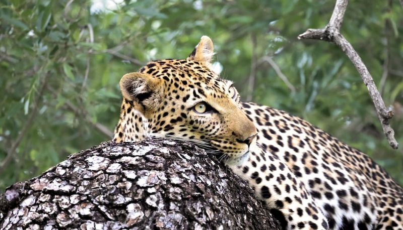 インフォメーションセンター - Karongwe - Kuname Safari Lodge