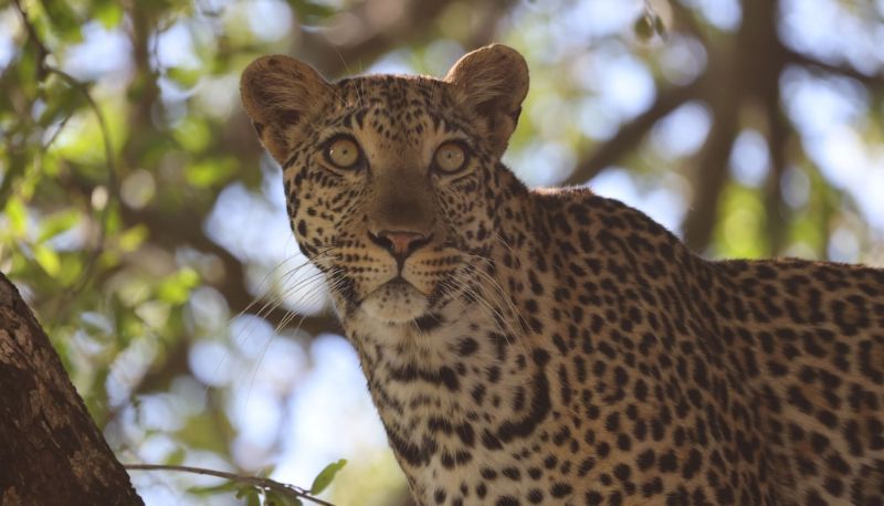 Info - Karongwe - River Safari Lodge