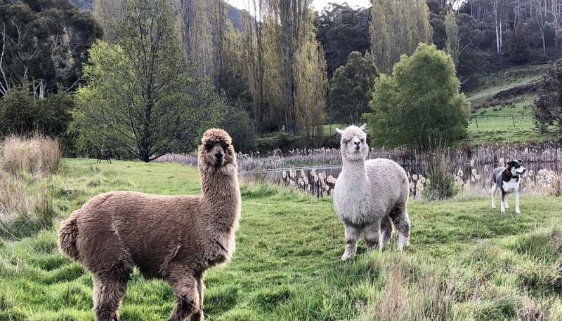 Omgeving - Hamlet Downs Country Accommodation
