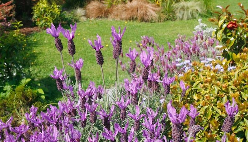 Garten - Joya Garden & Villa Studios