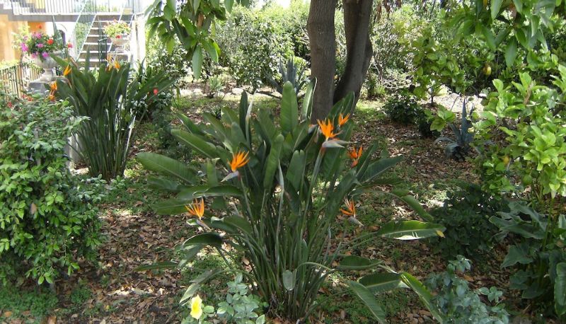 Jardín - Baglio delle Rose