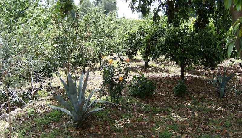 Jardín - Baglio delle Rose
