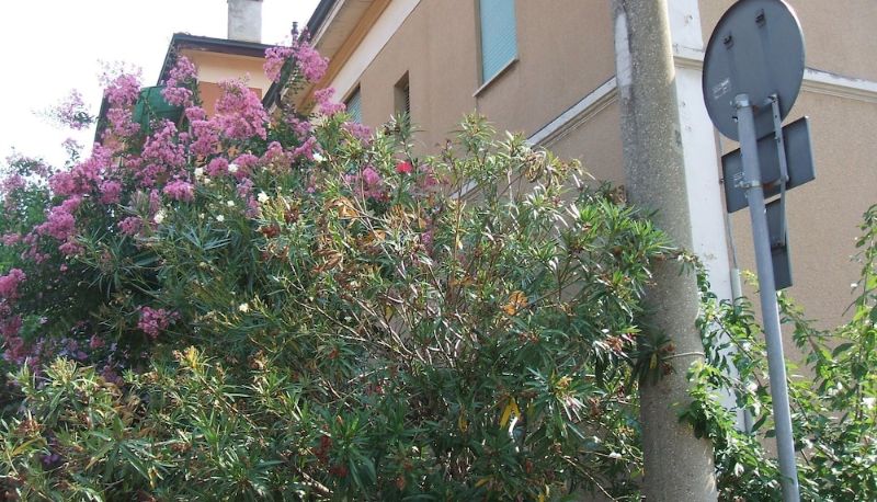 Info - B&B Accorsi