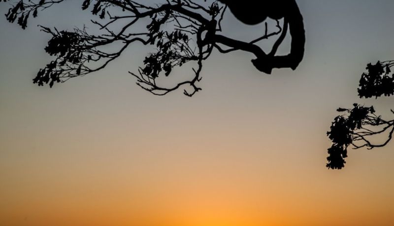Info - Tamborine Mountain B&B