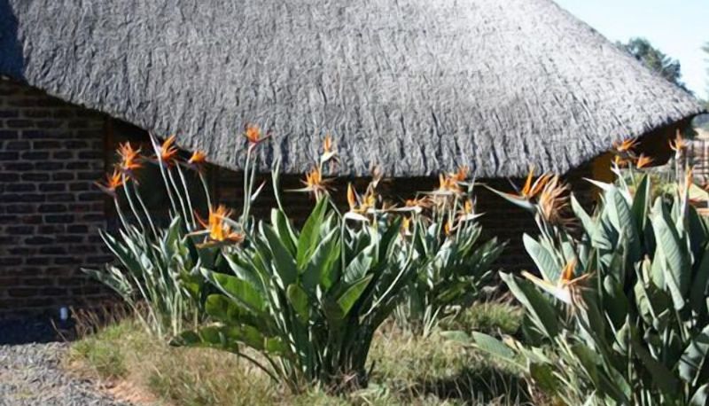 Garden - African Flair Country Lodge