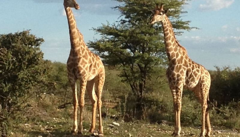 Bilgi - Aloegrove Safari Lodge