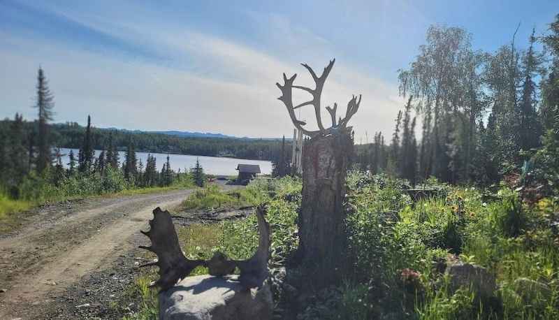 Ogród - Willow AK Mooseberry Cabin