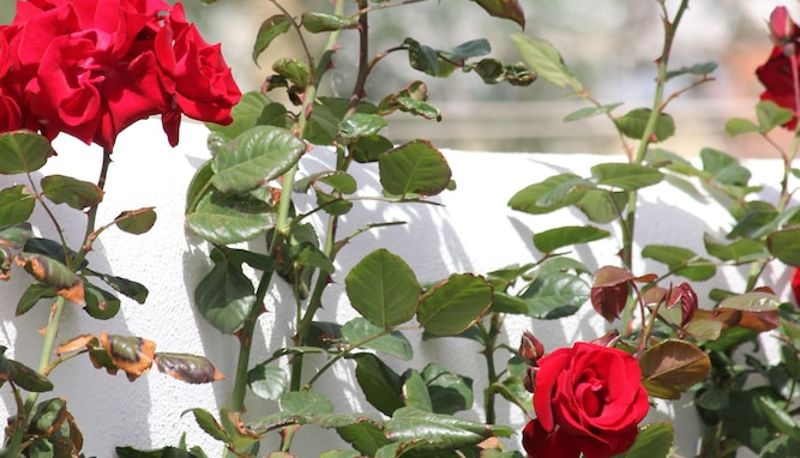 Jardin - Intorno al Fico Hotel