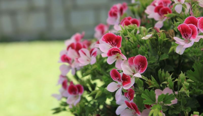 Garten - Meuble Cima Bianca Garni