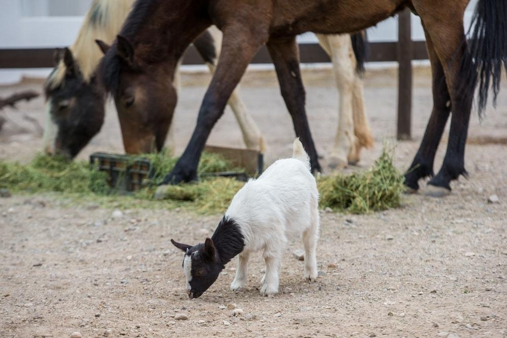 Hotel Olive Grove Guest Farm (Beaufort West)