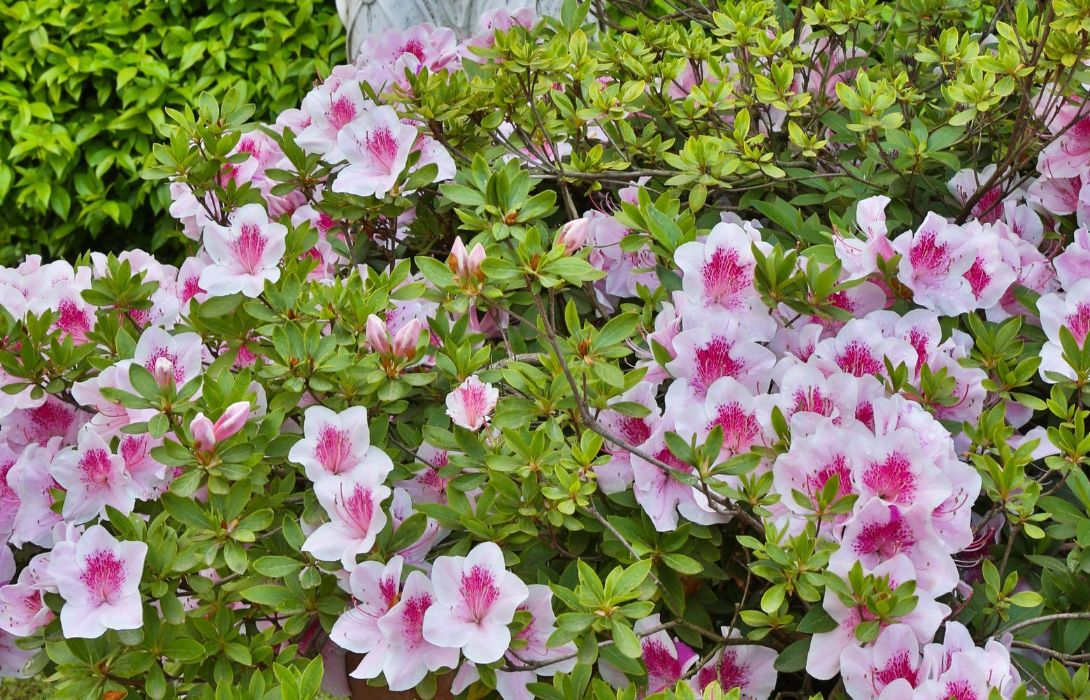 Hotel Villa Gabriele D Annunzio Florence Great Prices At Hotel Info