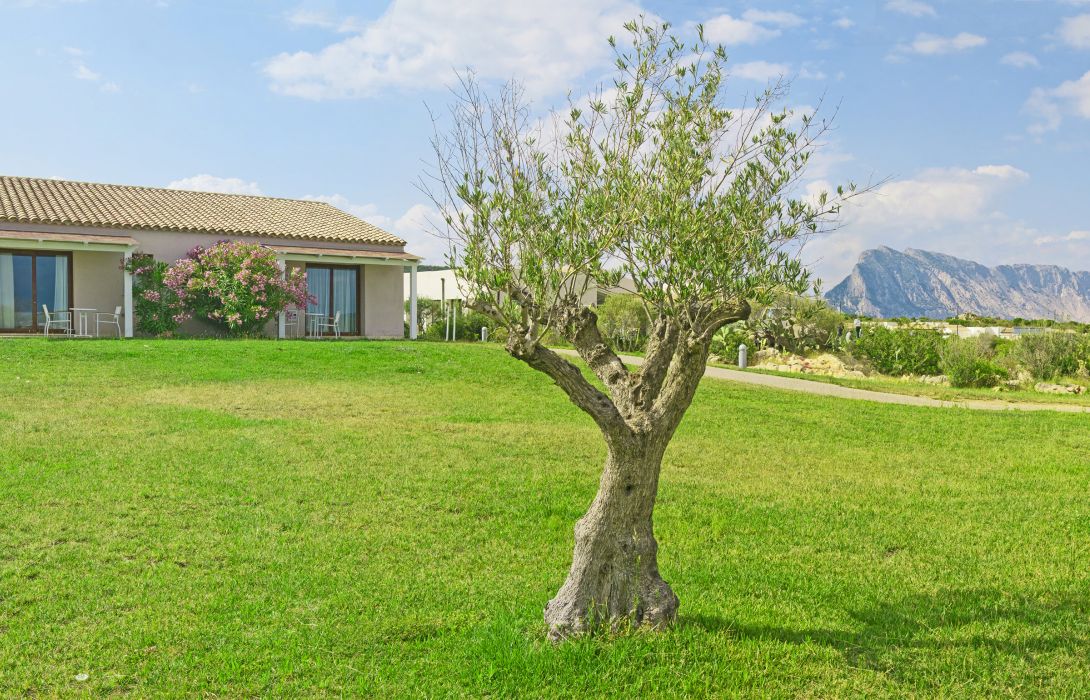 Hotel Grande Baia Resort San Teodoro Great Prices At
