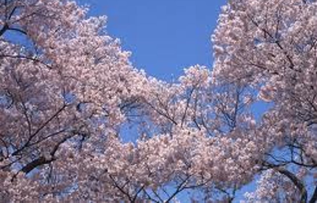 Hotel Capsule Sauna Ikebukuro Plaza Tokyo Great Prices At Hotel Info
