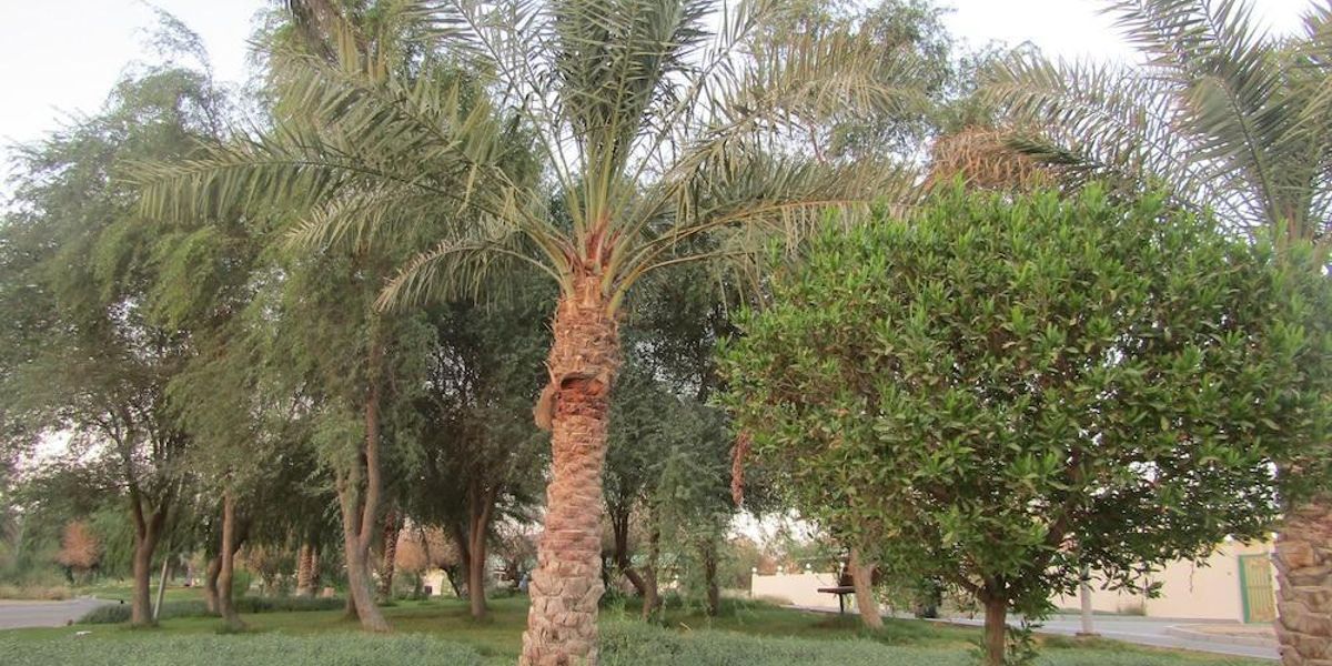 Green Mubazzarah Chalets (Al Ain)