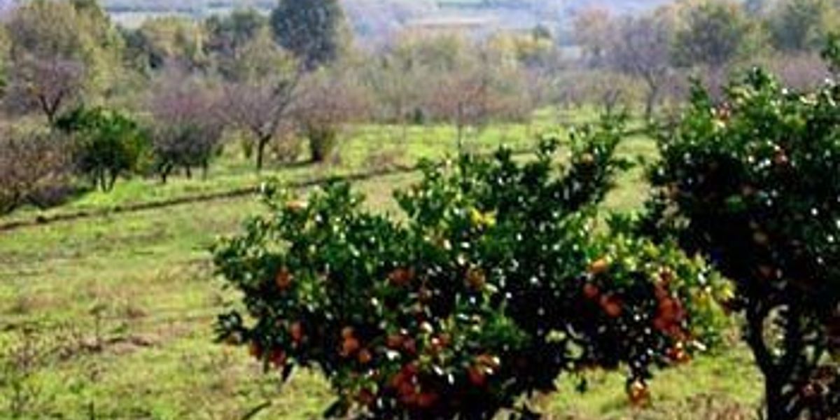 Agriturismo Mazzarella (San Cipriano Picentino)