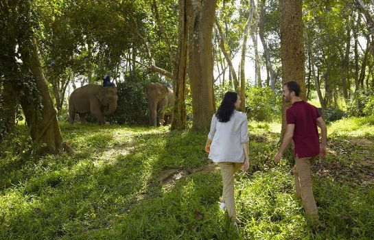 Info Anantara Golden Triangle Elephant Camp & Resort