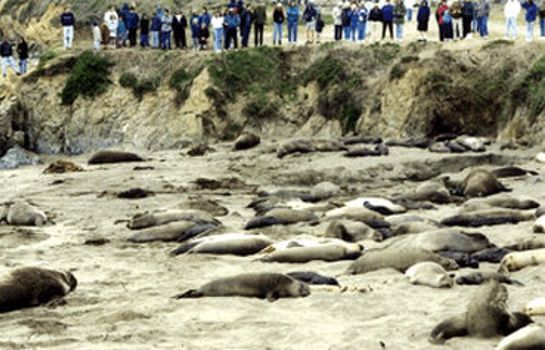Fireside Inn On Moonstone Beach Cambria Pines Cambria Great Prices At Hotel Info