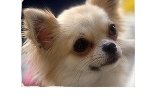 Hotel Ryokan Nigoriyunoyado Yumori Kimuraya Shiroishi - 