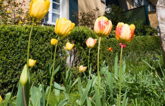 Hotel Haus Schlesien in Königswinter - HOTEL DE